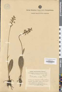 LE 01030166