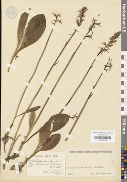 LE 01030174