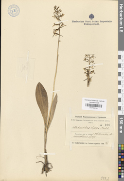 LE 01030181