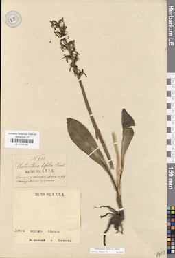 LE 01030184