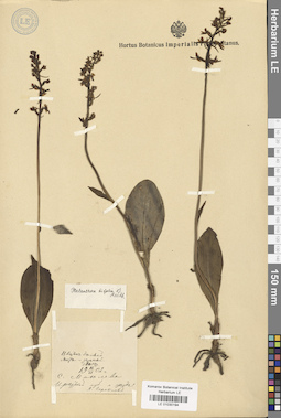 LE 01030194