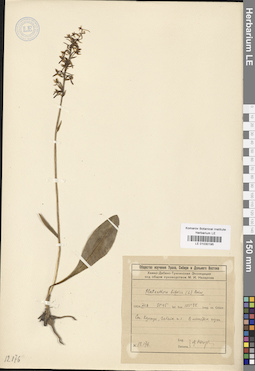 LE 01030195