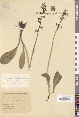 LE 01030199