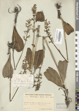 LE 01030218