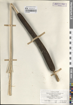 LE 01270835