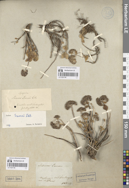 LE 01281199