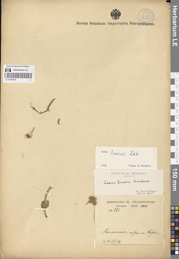 LE 01281200