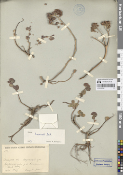 LE 01281240
