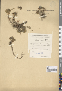 LE 01281305