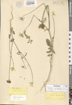 LE 00018271