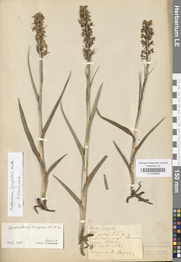 LE 01029906