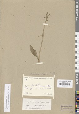 LE 01030241