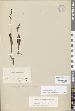 LE 01030243