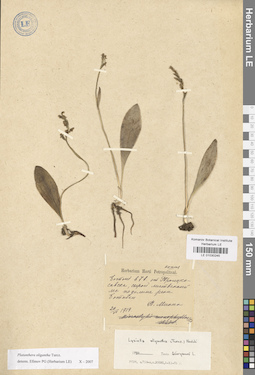LE 01030245