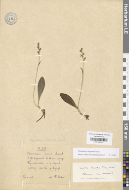 LE 01030247