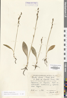 LE 01030253