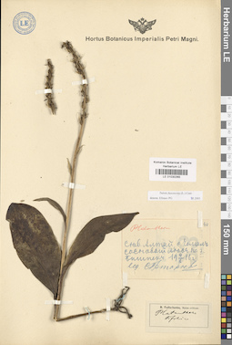 LE 01030265