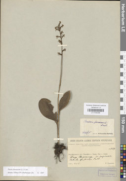 LE 01030285
