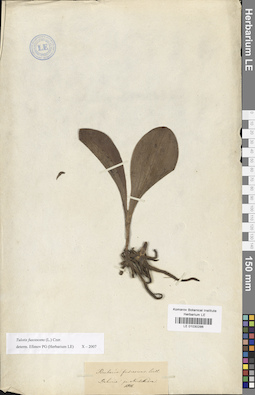 LE 01030286