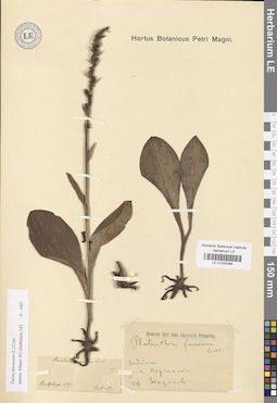 LE 01030288