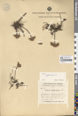LE 01281517