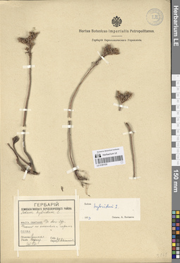 LE 01281530