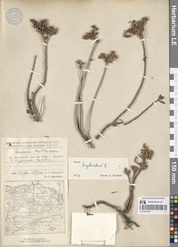 LE 01281627