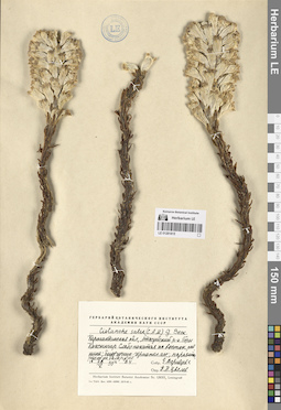 LE 01281815