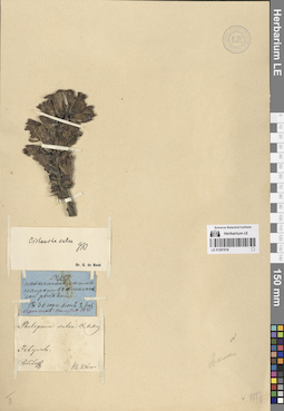 LE 01281818
