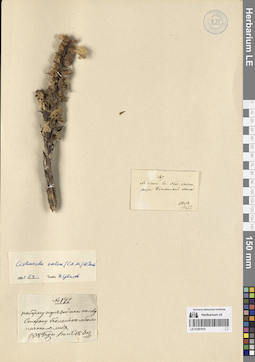 LE 01281819