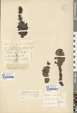 LE 01281838