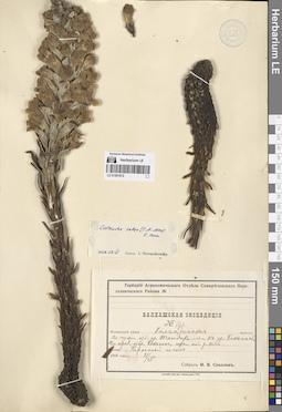 LE 01281872