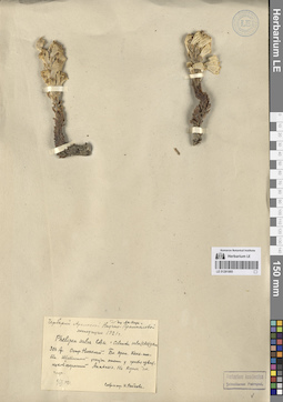 LE 01281885