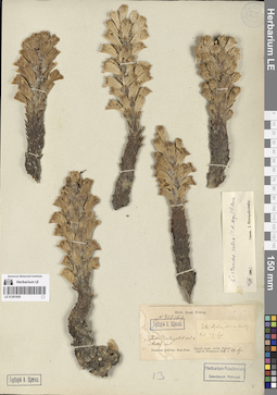 LE 01281959