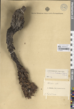 LE 01281975