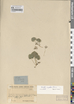 LE 01288115