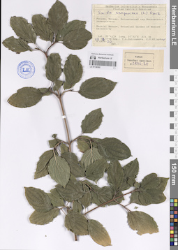 LE 01138392