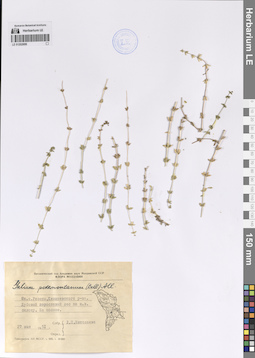 LE 01202699