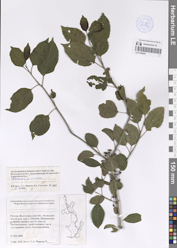 LE 01204929