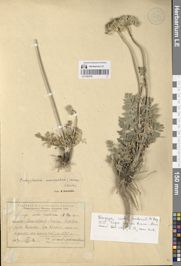LE 01065790