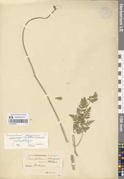LE 01065799