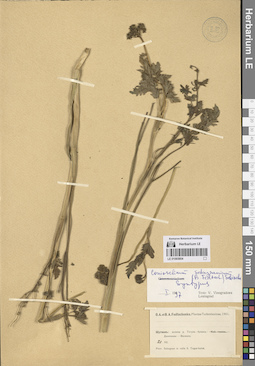 LE 01065804