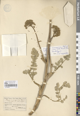 LE 01065812