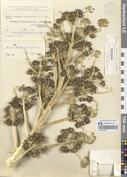 LE 01065849