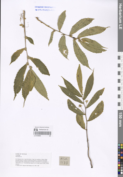 LE 01058696
