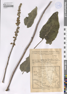 LE 01228131