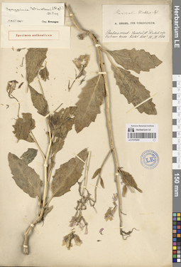 LE 01079205