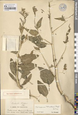 LE 01079206