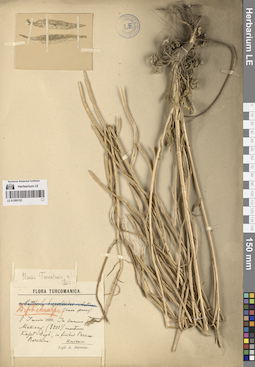 LE 01280152