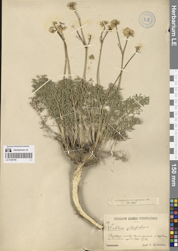 LE 01280196